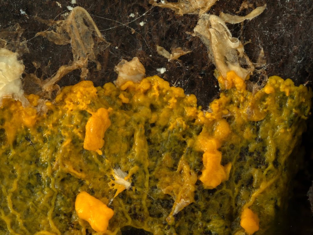 Le phénomène étrange des jardins à l’automne