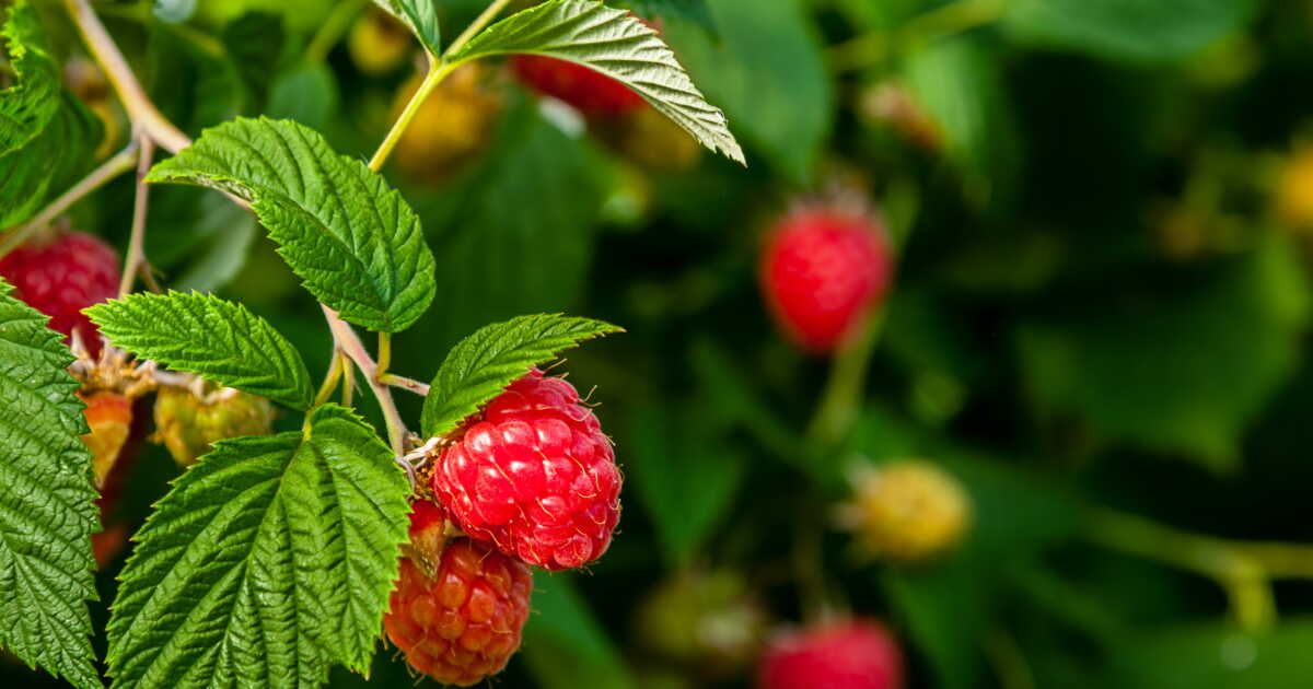 Tailler ses framboisiers : un geste essentiel