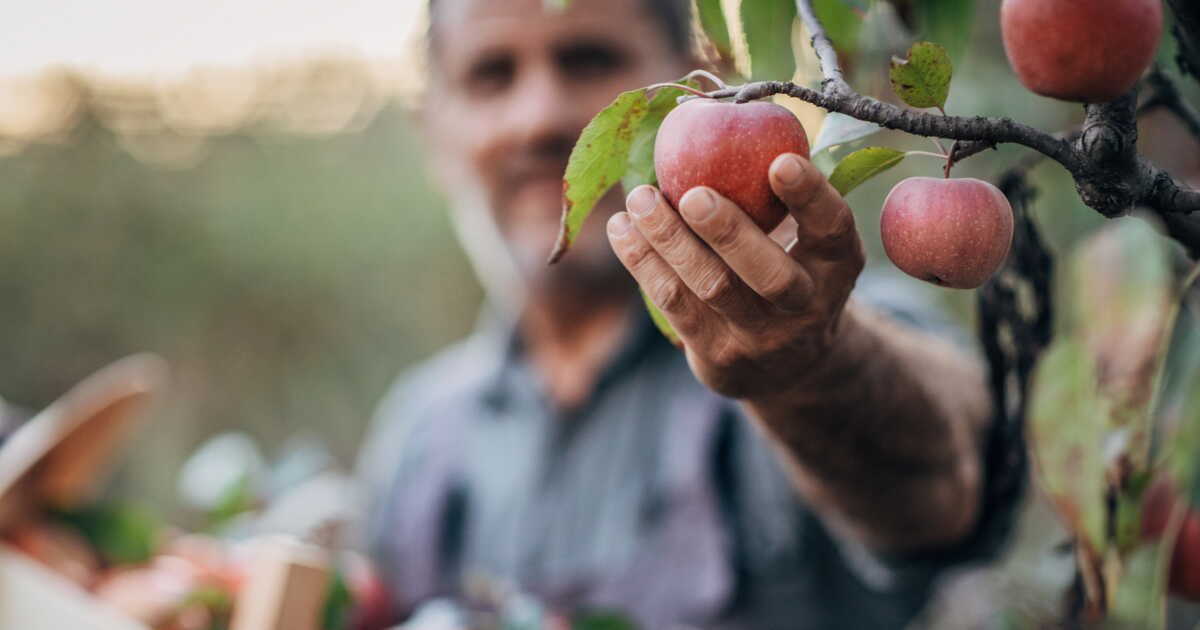 Protéger vos arbres fruitiers cet hiver : les astuces à connaître