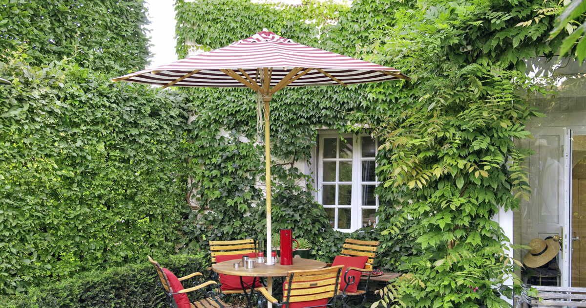 Optez pour un mur végétal pour lutter contre les chaleurs estivales