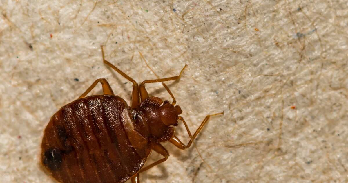 Punaises de lit : comment se propagent-elles et comment s'en protéger ?