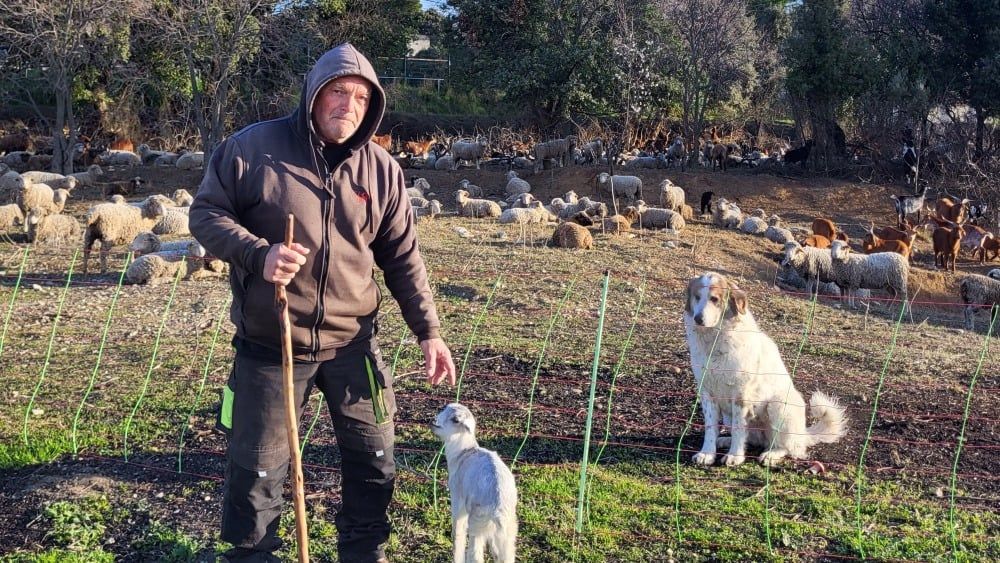 Des moutons au cœur des vignes : l'écopâturage s'invite à Tavel