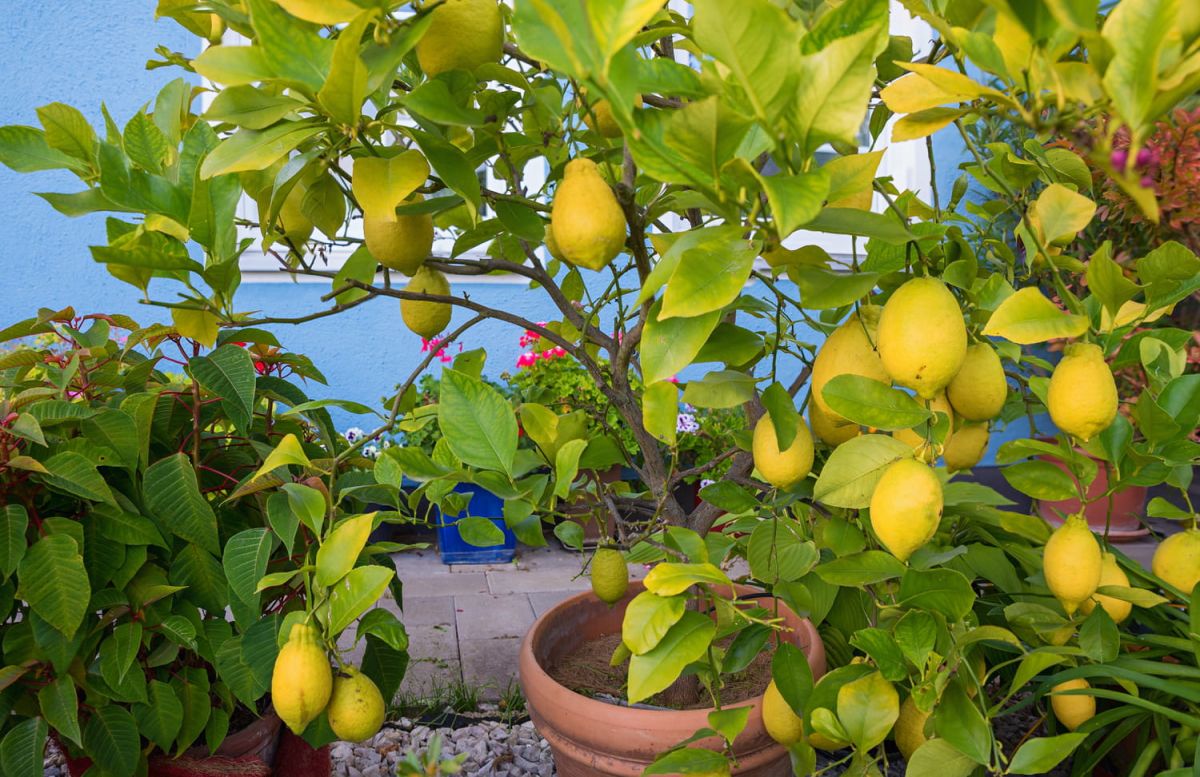 Rempoter votre citronnier : le secret pour des fruits juteux