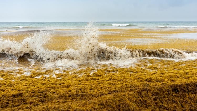 Sargasses : une menace croissante pour les Antilles et leurs habitants