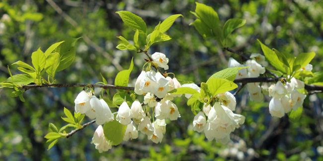 À la découverte de l'arbre aux cloches d'argent