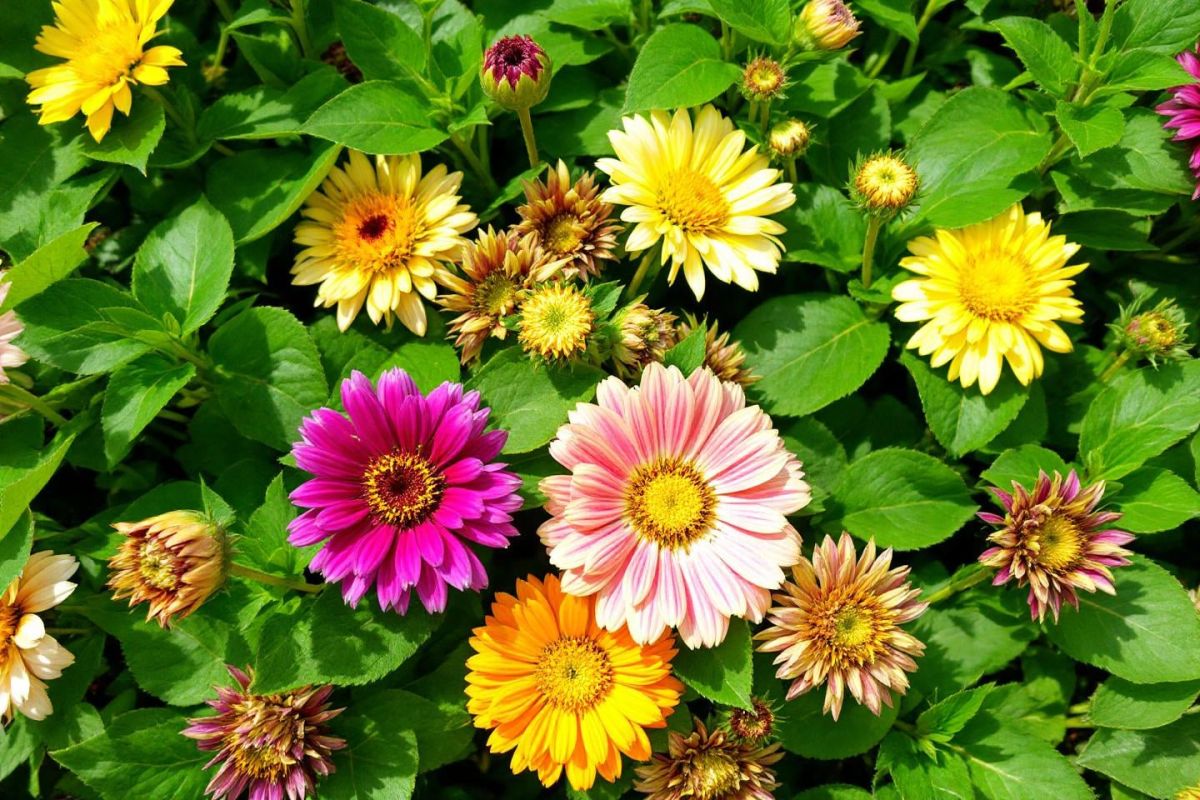 Découvrez le secret des massifs florissants sans arroser