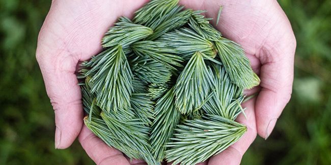 Les vertus médicinales du pin sylvestre