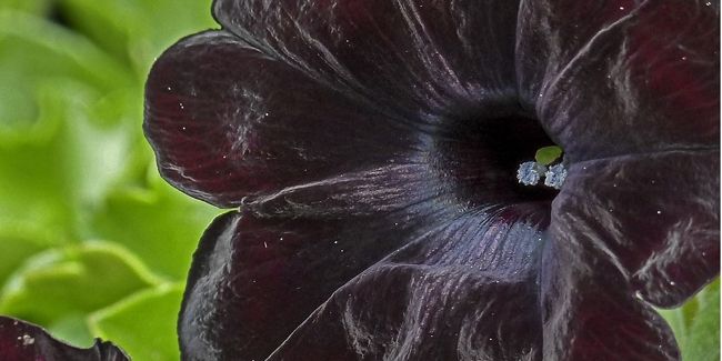 Les fleurs noires : une touche d'élégance au jardin