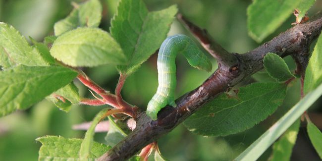 Protégez vos cerisiers : Luttez Contre Maladies et Ravageurs