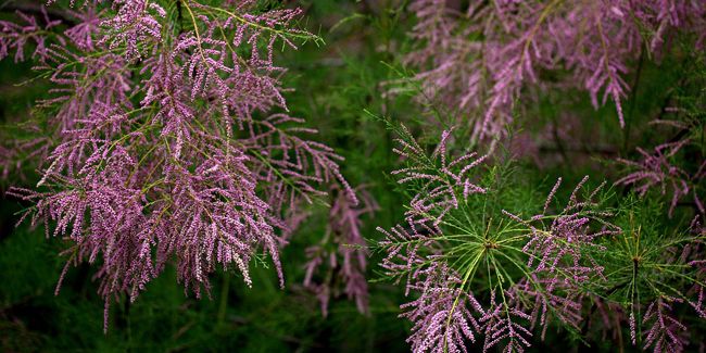 Le tamaris : un arbuste élégant pour votre jardin