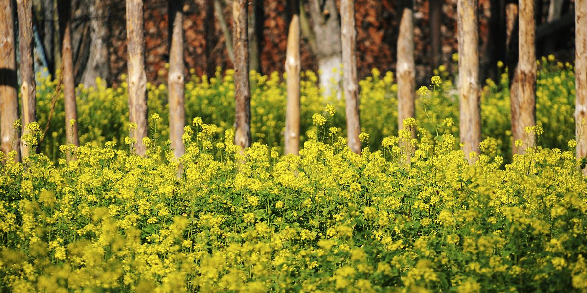 Le colza : un trésor caché pour votre potager