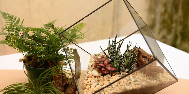 Créer un jardin d’hiver enchanteur avec votre terrarium
