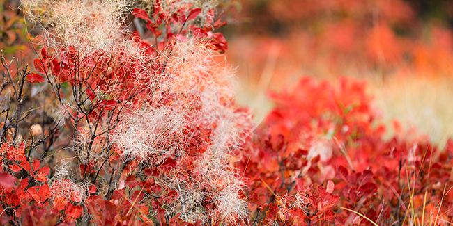 L'art de tailler l'arbre à perruques : optimisez sa beauté au jardin