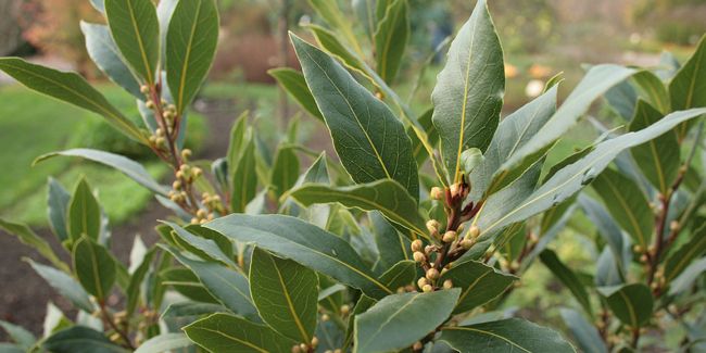 Le laurier-sauce : un incontournable des jardins aromatiques