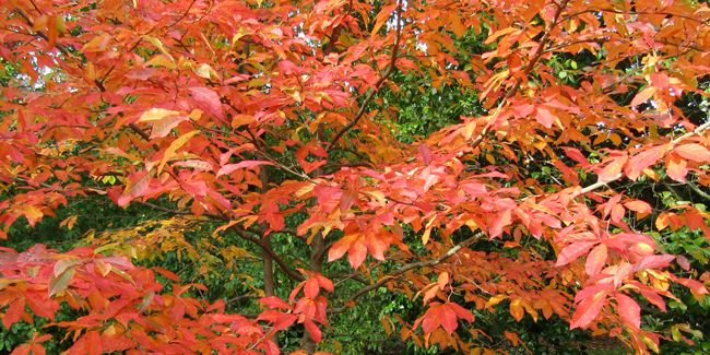 Le tupélo : un trésor caché des forêts d'Amérique du Nord
