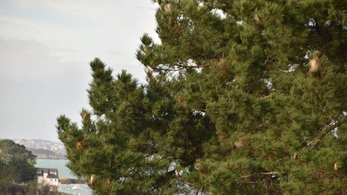 La lutte contre les chenilles processionnaires à Saint-Briac-sur-Mer : un chantier interminable