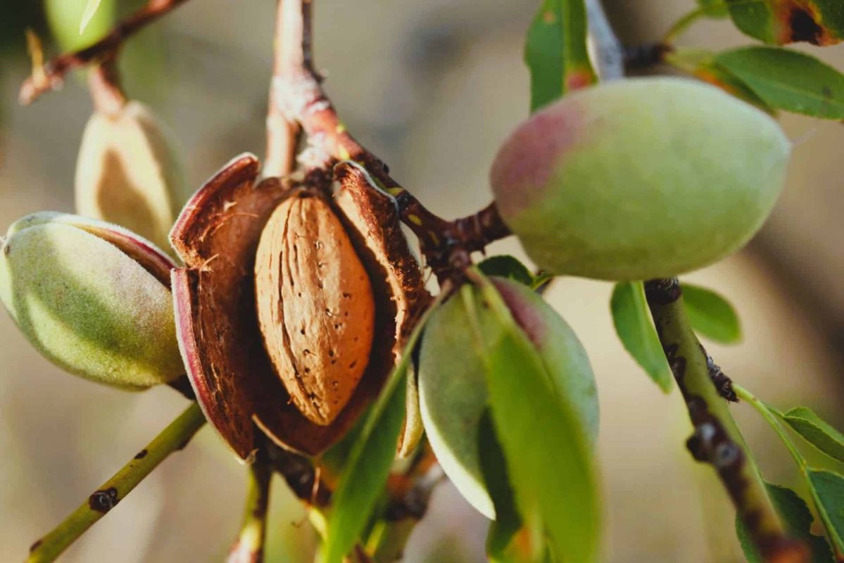 Préparer votre amandier pour un printemps fructueux