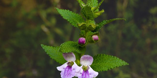 Détails fascinants sur la mélitte à feuilles de mélisse