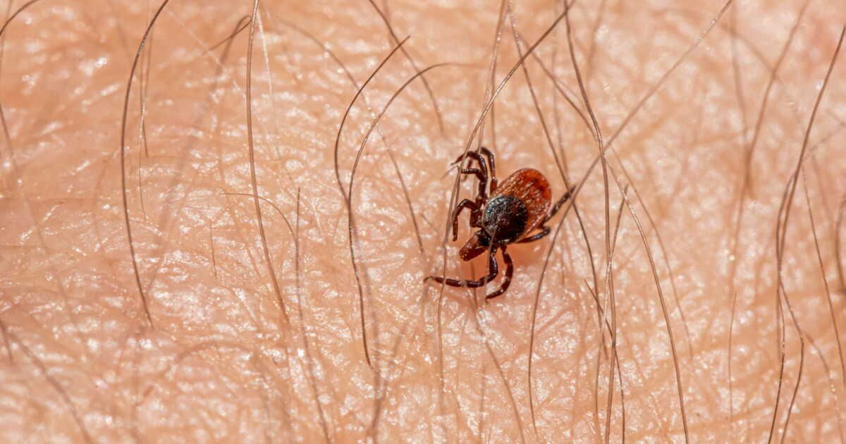 Les astuces de Souad Romero pour une maison sans poux et des oreillers impeccables