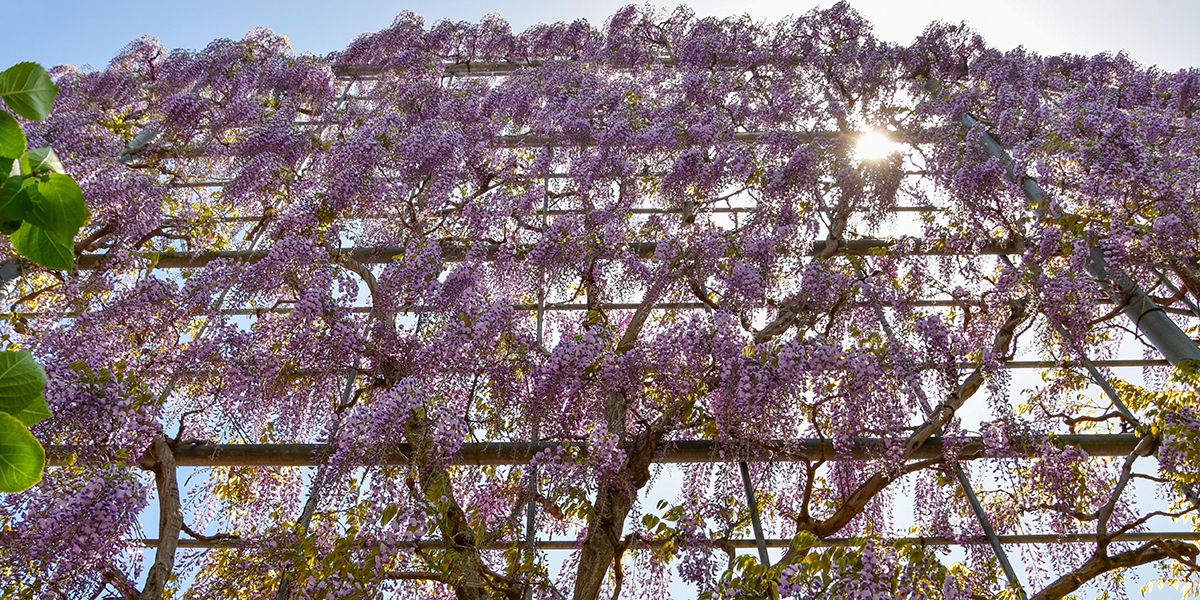Maîtrisez l'art du palissage de la glycine pour un jardin éclatant