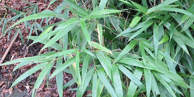 Bambou Métaké : une touche asiatique pour votre espace vert