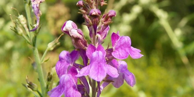 La linaire pourpre : une plante vivace pleine de charme