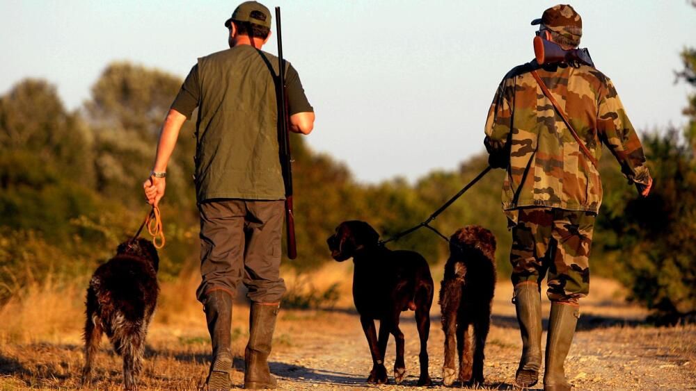 Un tir accidentel lors d'une chasse dans les Alpes-de-Haute-Provence : un homme gravement blessé
