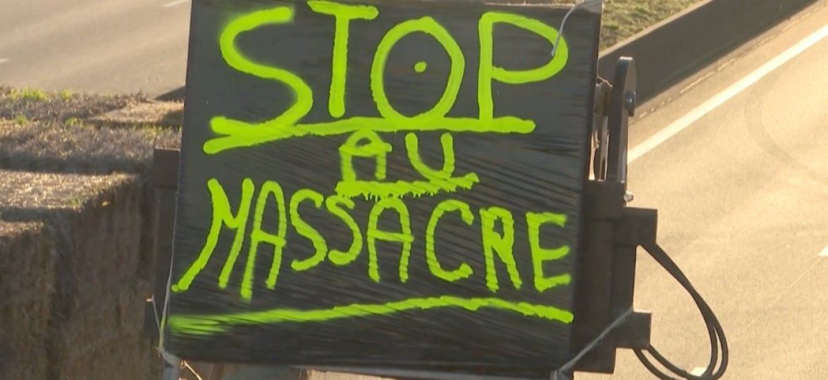 La révolte des agriculteurs contre l'abattage des troupeaux s'intensifie