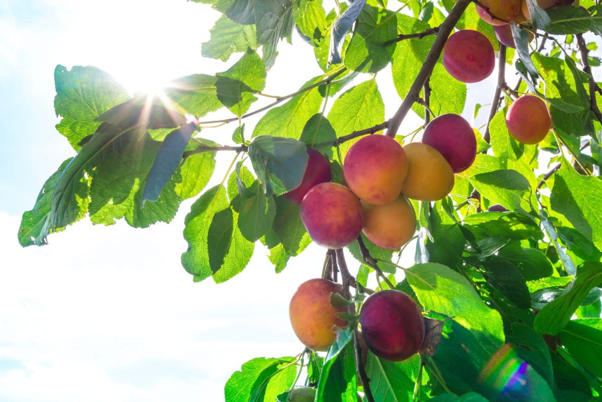 Les secrets d’un jardin fruitier florissant