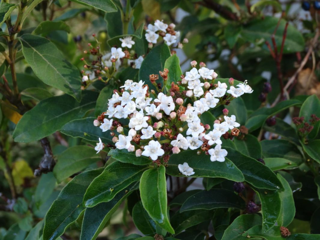 Les essentiels pour réussir la culture du laurier-tin