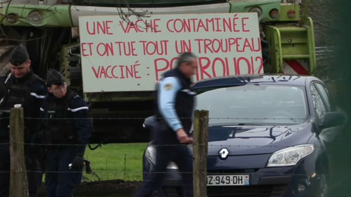 Mobilisation des agriculteurs face à l'abattage : des rassemblements prévus ce week-end