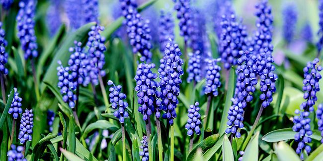 Les fleurs bleues : un éclat rare au jardin