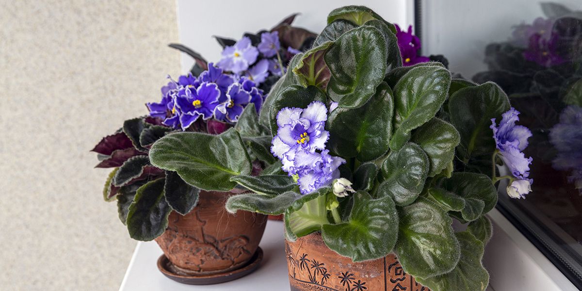 Un joyau floral : la violette du Cap