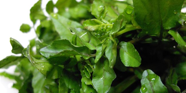 Cresson d’eau : un trésor aquatique à savourer