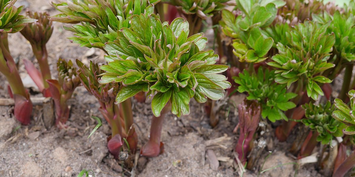 Les secrets de la pivoine : quand et comment réussir sa plantation