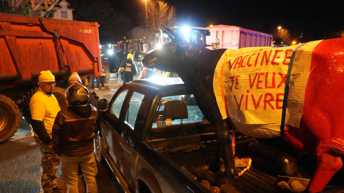 Vers une vaccination massive des bovins pour contrer la dermatose contagieuse