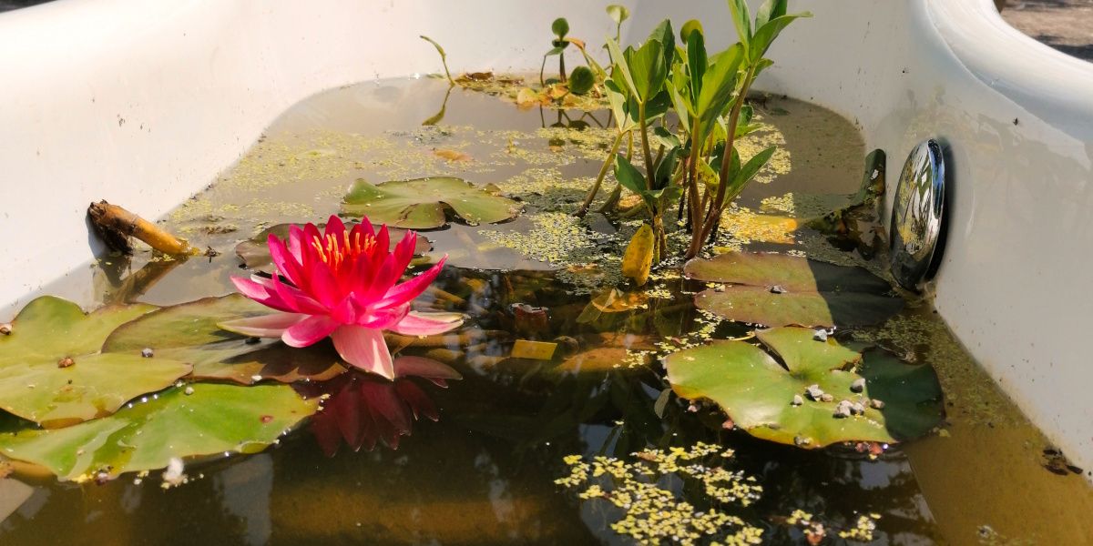 Transformez votre petit jardin en oasis aquatique avec un mini-bassin