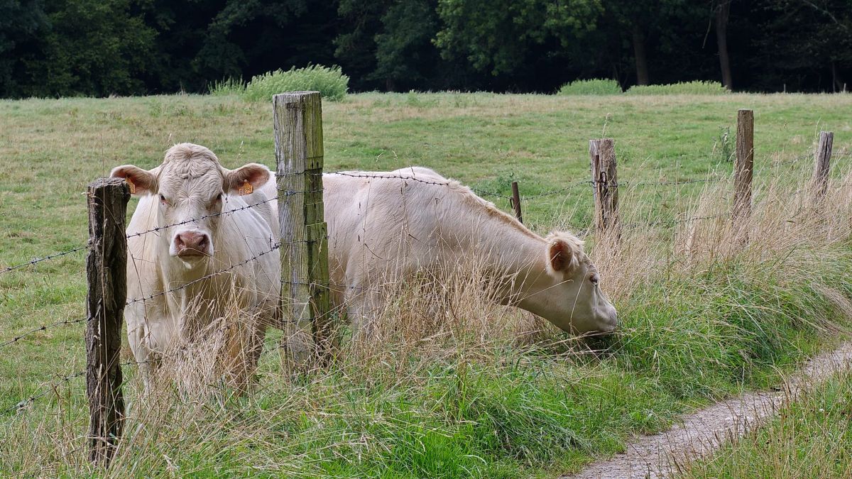 Les agriculteurs face à la douleur d'un abattage forcé en raison de la dermatose nodulaire