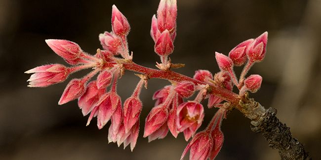Tout savoir sur l'arbre éléphant (Pachycormus discolor)
