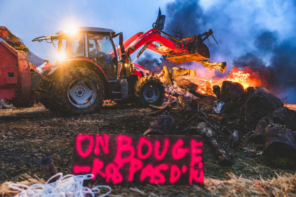 Les agriculteurs en guerre contre la dermatose : Noël sans trêve