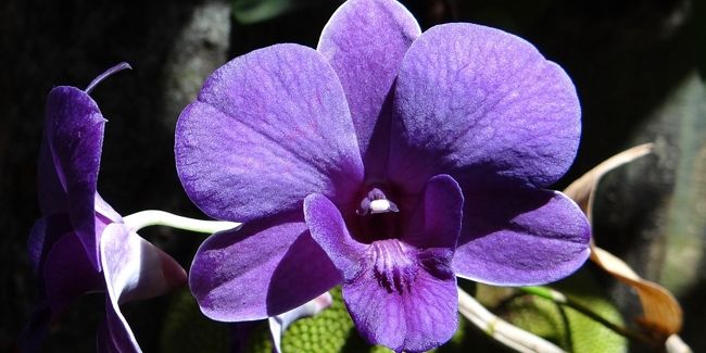 À la découverte de l'orchidée Dendrobium nobile