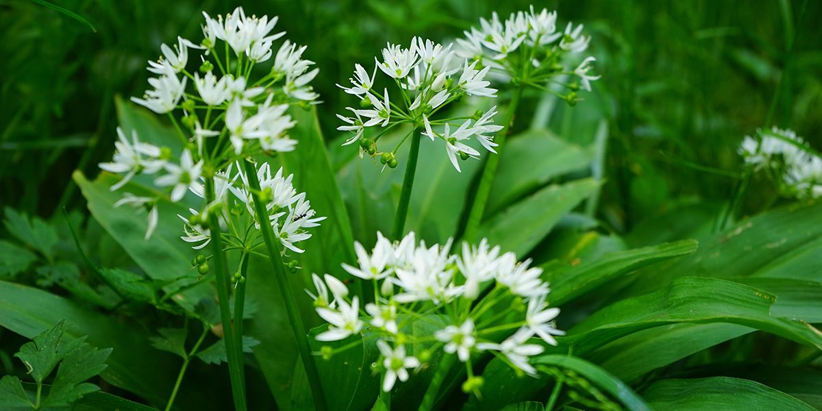 À la découverte de l'ail des ours : un trésor sauvage pour vos plats