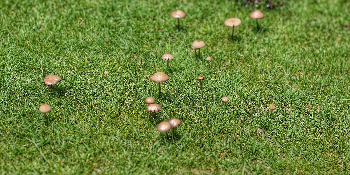 Comment maîtriser l'invasion des champignons sur votre pelouse