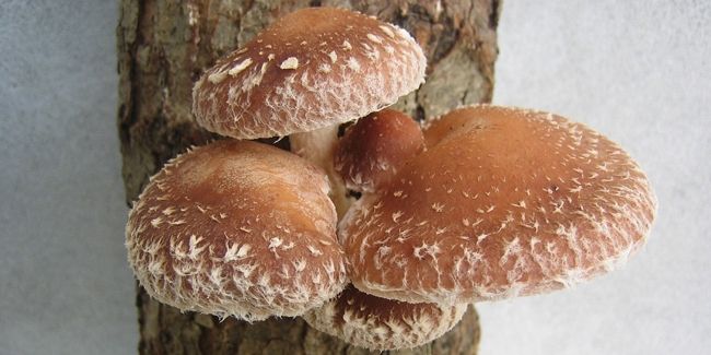 Shiitake : un trésor de la médecine et de la gastronomie