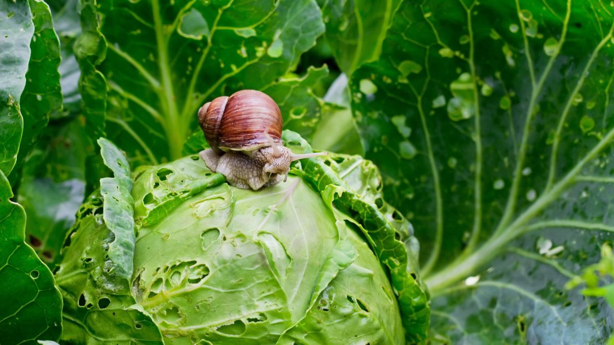 Des plantes pour éloigner escargots et limaces de votre jardin
