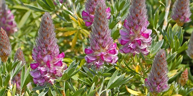 L'ébène de Crète : un joyau pour les jardins méditerranéens