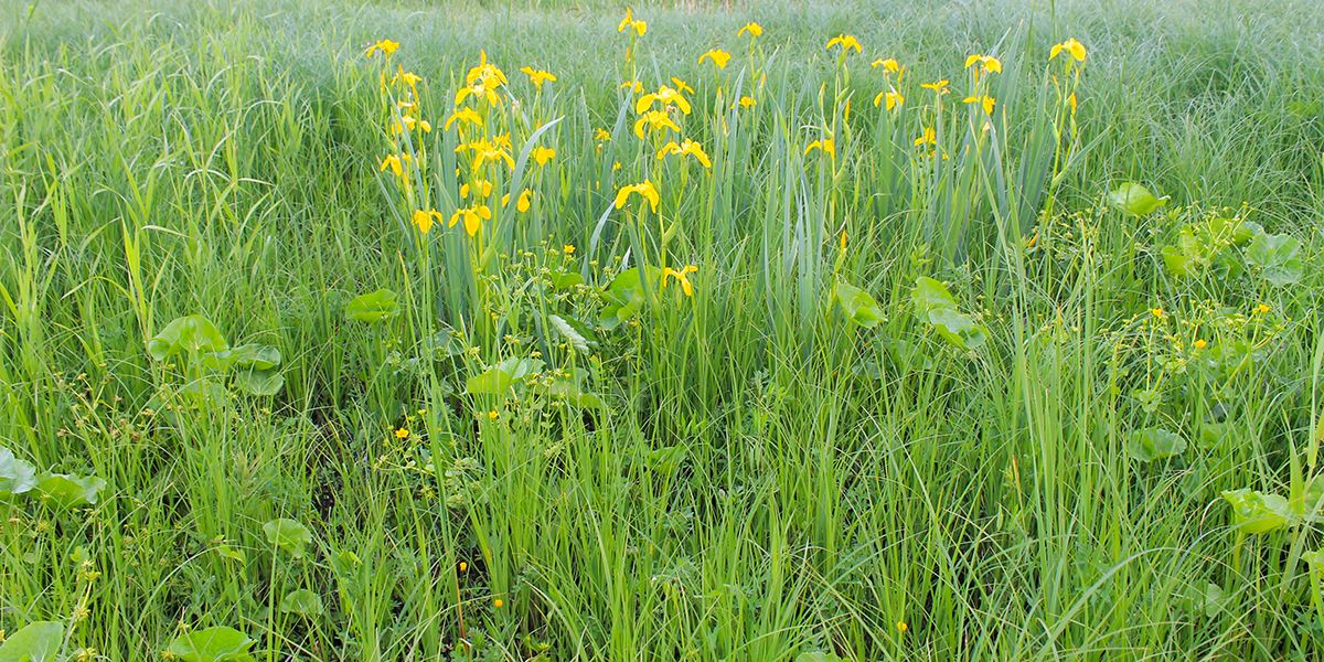 Créer un jardin de tourbières : un havre de biodiversité