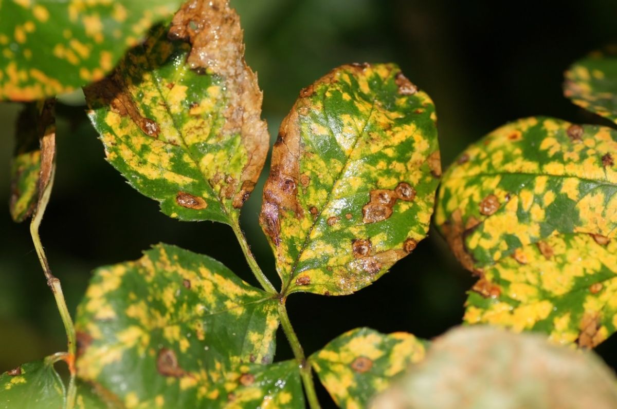 Protégez vos rosiers : le guide ultime à la bouillie bordelaise