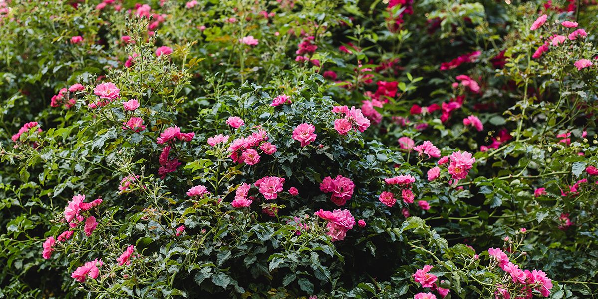 Réussir la plantation et l'entretien du rosier buisson