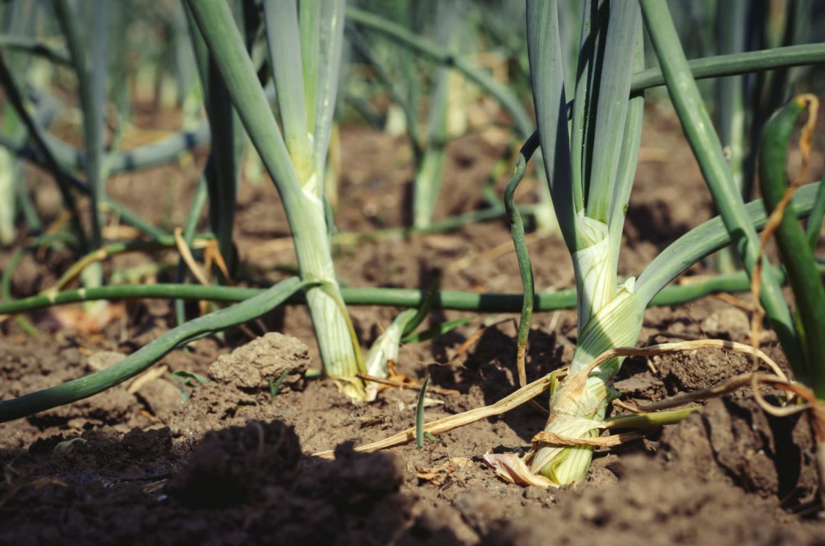 les secrets d'une récolte automatique en automne